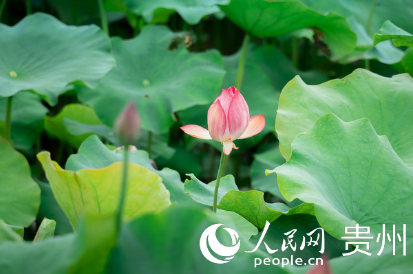 蓬萊村“蘑力小鎮(zhèn)”景區(qū)內(nèi)盛開的荷花。人民網(wǎng) 涂敏攝