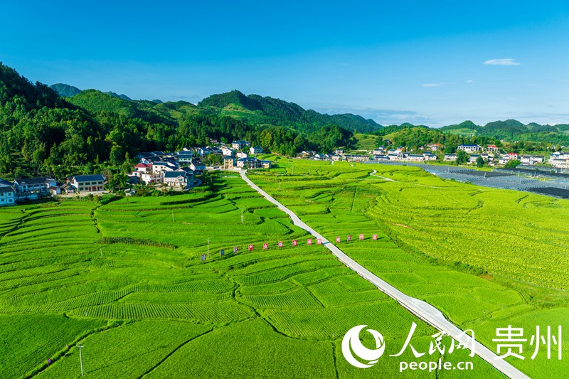 航拍花茂村的稻田與民居。人民網(wǎng) 涂敏攝