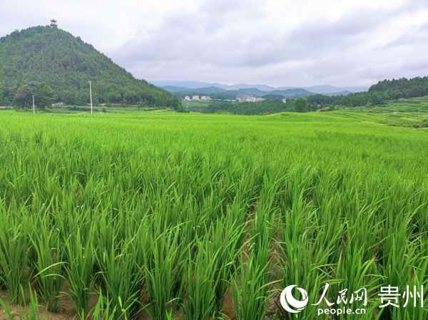 郭家灣村稻田。人民網(wǎng) 李麗萍攝