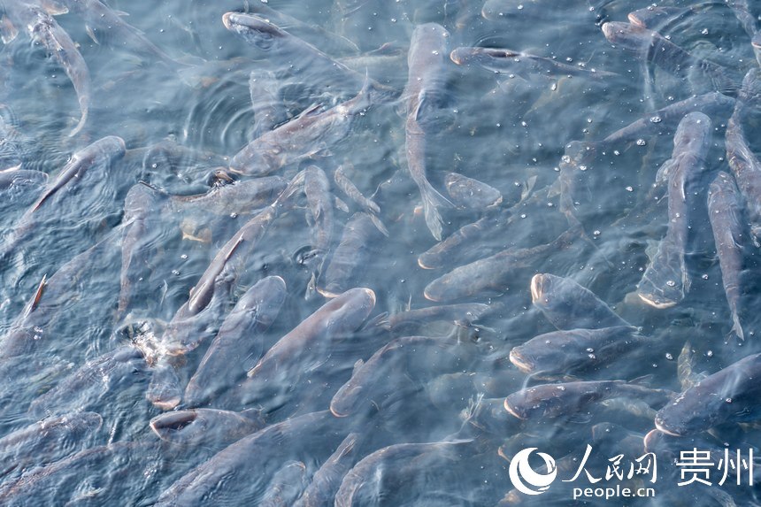 待出水的鳙魚和鰱魚。人民網(wǎng)記者 涂敏攝