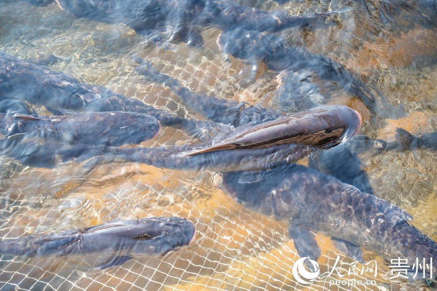 待出水的鳙魚和鰱魚。人民網(wǎng)記者 涂敏攝