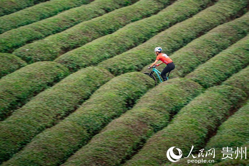 騎行在茶園小徑中的運動員。人民網(wǎng)記者 涂敏攝