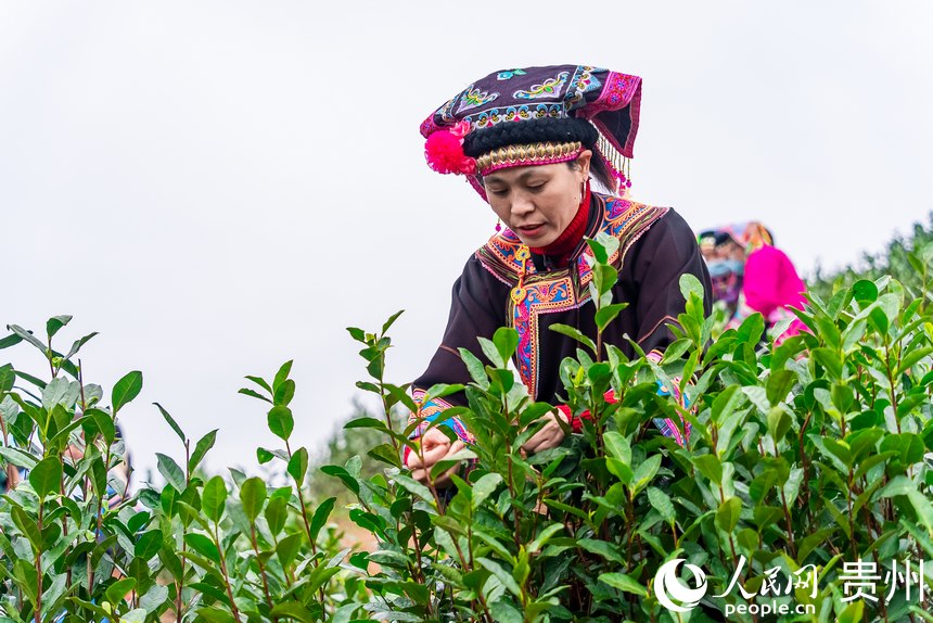 采茶女在茶園內(nèi)采茶。人民網(wǎng) 涂敏攝
