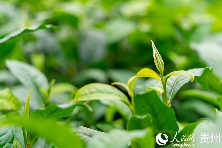 普安縣茶源街道聯(lián)盟村茶神谷茶園。人民網(wǎng) 涂敏攝