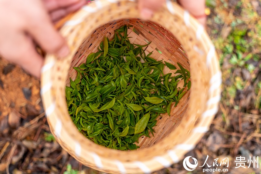 剛剛采摘下來的茶芽。人民網(wǎng) 涂敏攝