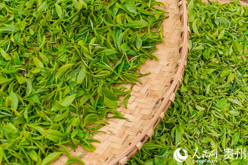剛剛采摘下來的茶芽。人民網(wǎng) 涂敏攝