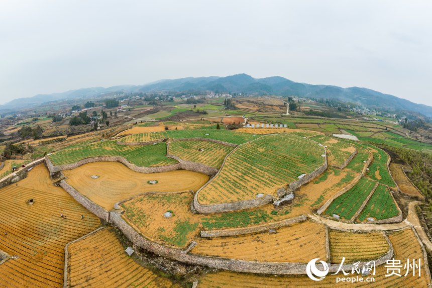 航拍貴州福泉市陸坪鎮(zhèn)羅坳村高標(biāo)準(zhǔn)農(nóng)田示范區(qū)。人民網(wǎng) 涂敏攝