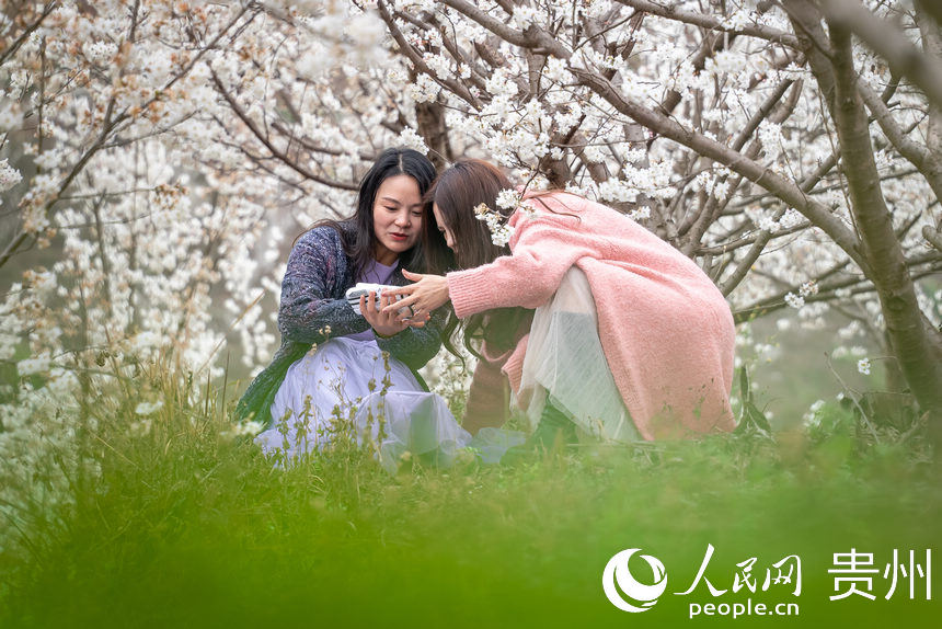 游客在櫻桃園中賞花踏青。人民網(wǎng) 涂敏攝