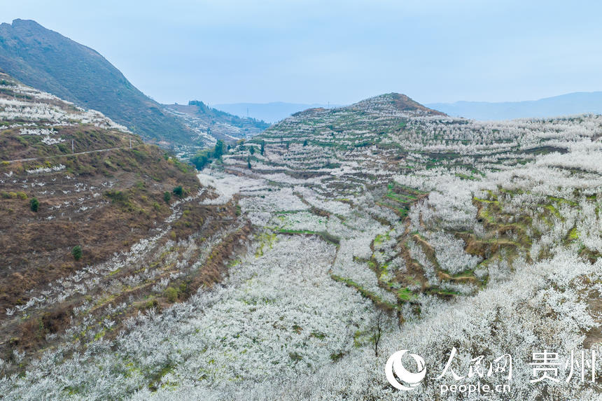 航拍發(fā)耳鎮(zhèn)12000余畝瑪瑙紅櫻桃園。人民網(wǎng) 涂敏攝