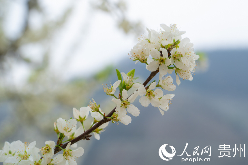 潔白的花朵綴滿枝頭。人民網(wǎng) 陽(yáng)茜攝