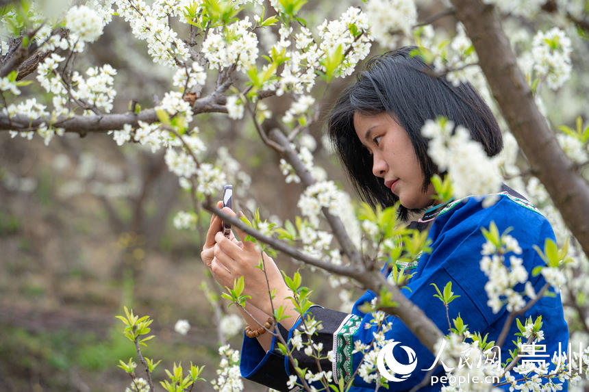 游客前來六馬鎮(zhèn)欣賞李花綻放。人民網(wǎng) 陽茜攝