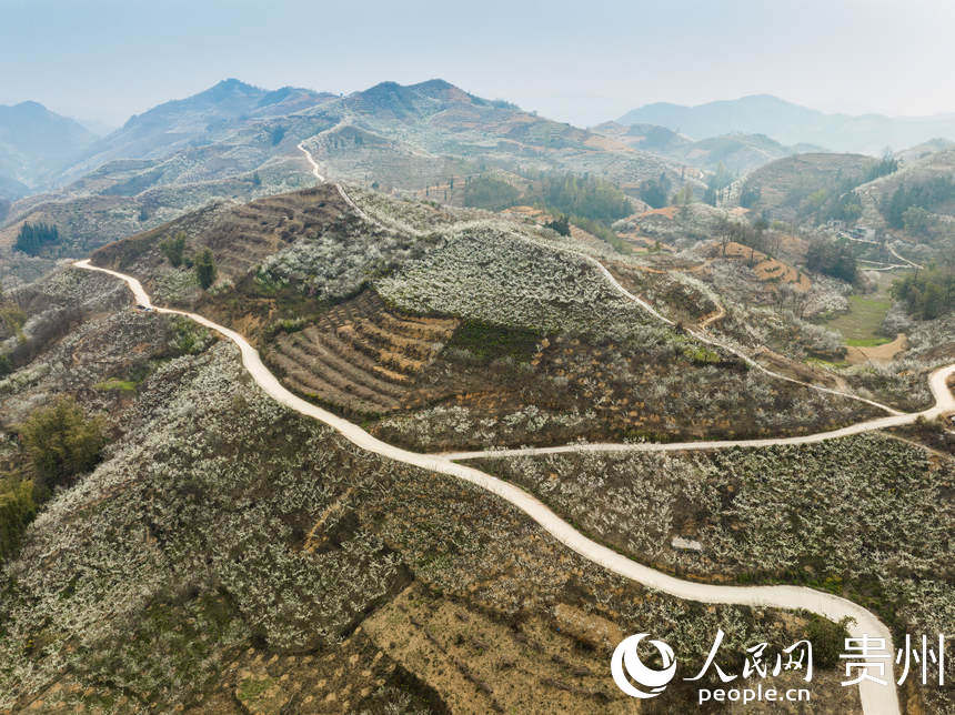 鎮(zhèn)寧縣六馬鎮(zhèn)的李花遍布山頭。人民網(wǎng) 陽茜攝