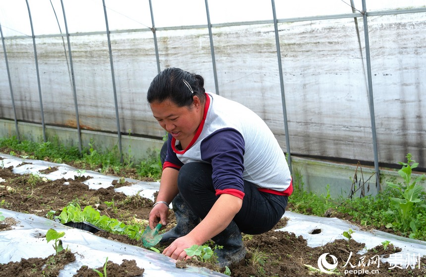 村民依靠種植蔬菜增收致富。人民網(wǎng) 陽茜攝