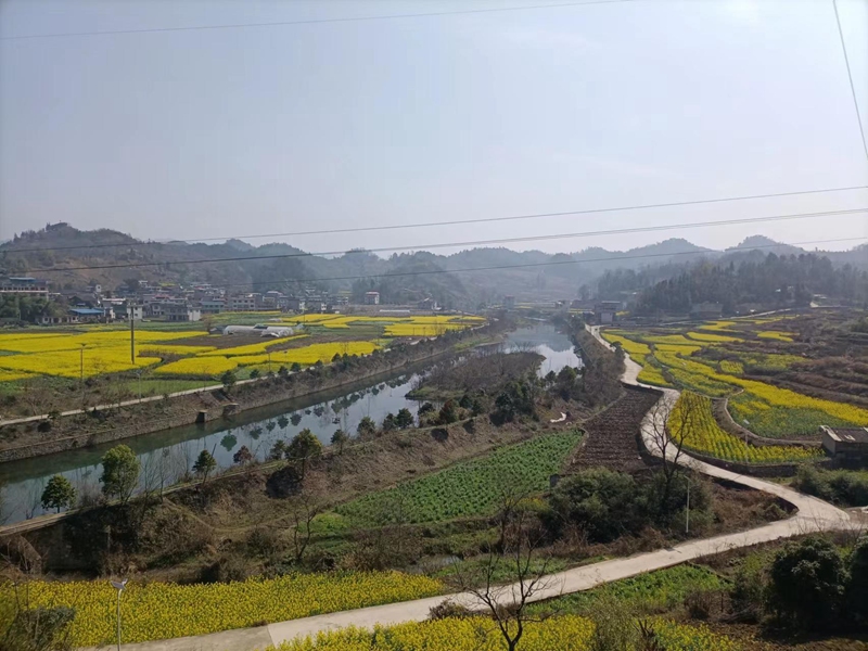 碧波鎮(zhèn)又詩(shī)村高標(biāo)準(zhǔn)農(nóng)田一景。
