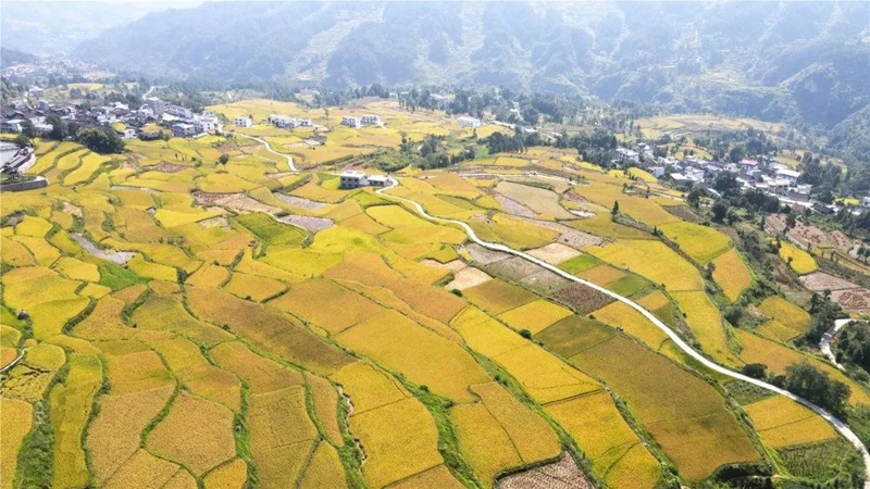 凱里平良貢米基地。