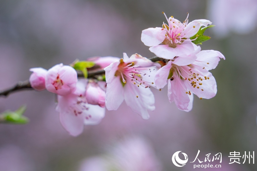 桃花綻放于枝頭。人民網(wǎng) 陽茜攝