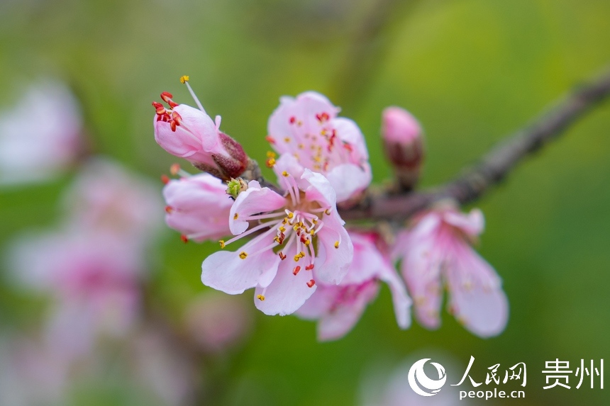 永樂鄉(xiāng)的桃花迎來盛開期。人民網(wǎng) 陽茜攝