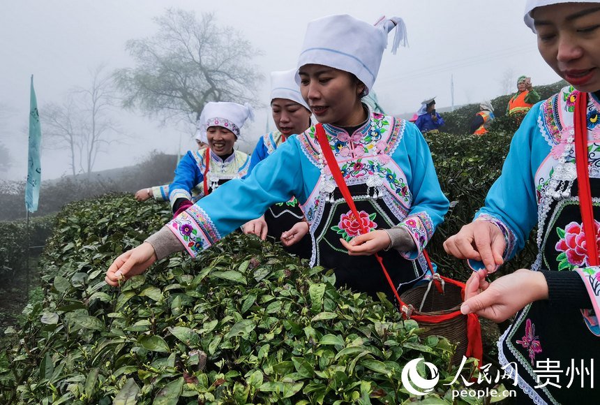 2023年都勻毛尖茶開采。人民網(wǎng) 王秀芳攝