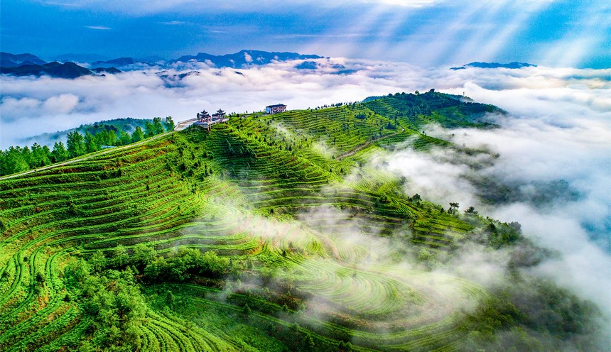 航拍都勻螺螄殼茶山。盧桃攝 