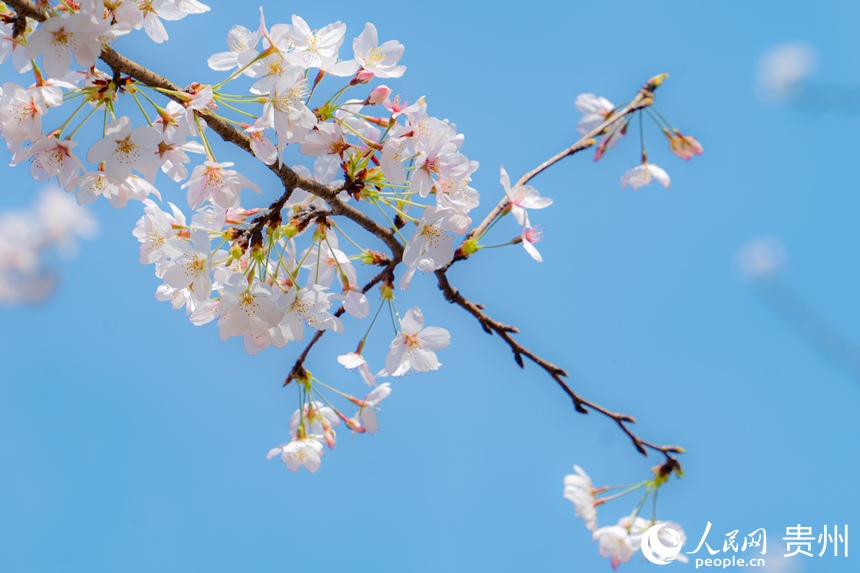 本輪花期預(yù)計(jì)將持續(xù)至三月底。人民網(wǎng) 陽茜攝