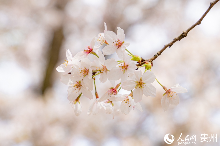 貴安櫻花已進(jìn)入盛花期。人民網(wǎng) 陽茜攝