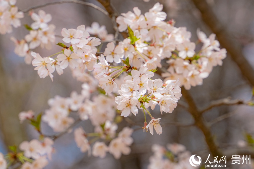 嬌艷欲滴的櫻花綻放在枝頭。人民網(wǎng) 陽(yáng)茜攝