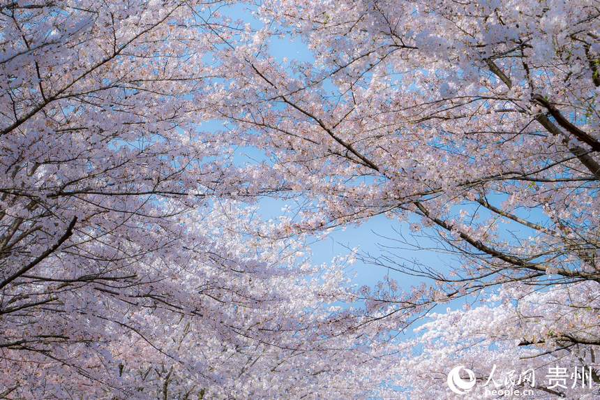 茂密的花枝交錯(cuò)在空中。人民網(wǎng) 陽茜攝