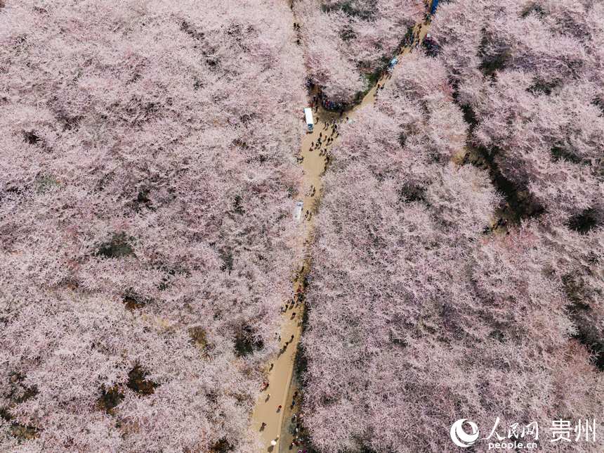 游客走在櫻花道中賞花春游。人民網(wǎng) 陽(yáng)茜攝