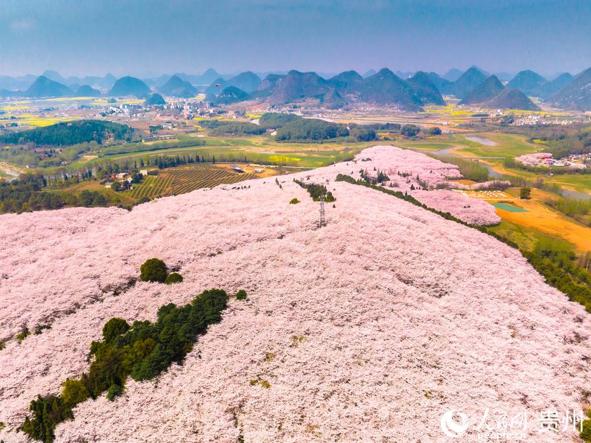 園內(nèi)共有70余萬(wàn)株櫻花。人民網(wǎng) 陽(yáng)茜攝