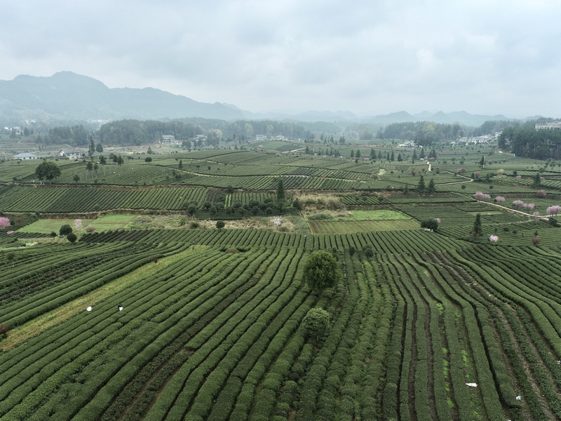 俯瞰茶海之心。肖曉夢攝
