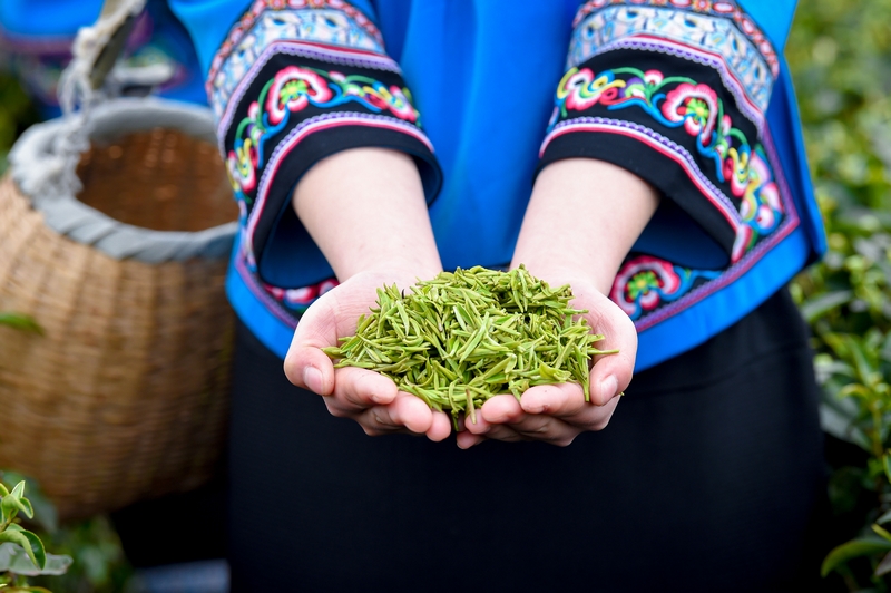 剛摘下的鮮茶。林劍攝