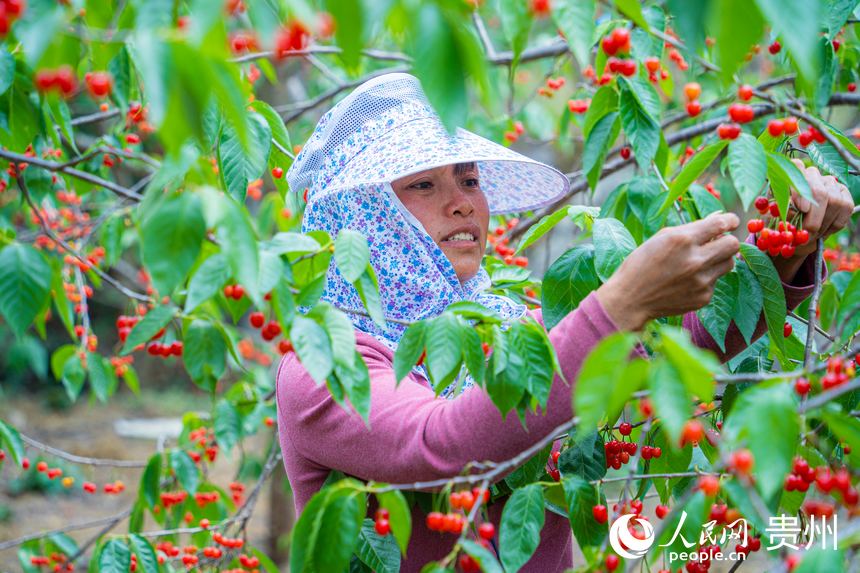村民正在果園采摘成熟的櫻桃。人民網(wǎng) 陽(yáng)茜攝