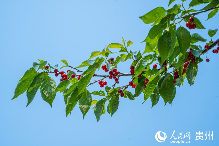 近日鎮(zhèn)寧天氣良好，有利于櫻桃的采摘。人民網(wǎng) 陽茜攝
