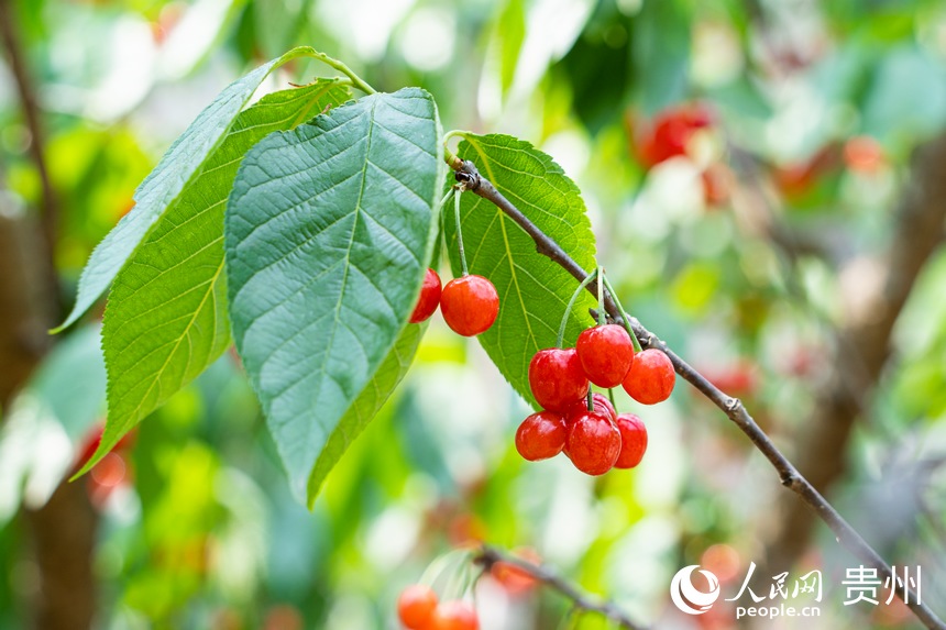 如瑪瑙一般鮮艷的櫻桃掛于枝頭。人民網(wǎng) 陽(yáng)茜攝