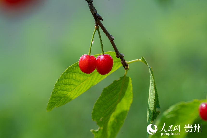 鮮紅色的櫻桃懸掛在枝頭。人民網(wǎng) 陽(yáng)茜攝
