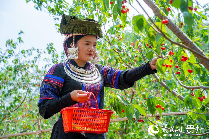 游客身穿少數(shù)民族服飾前來體驗(yàn)采摘樂趣。人民網(wǎng) 陽茜攝