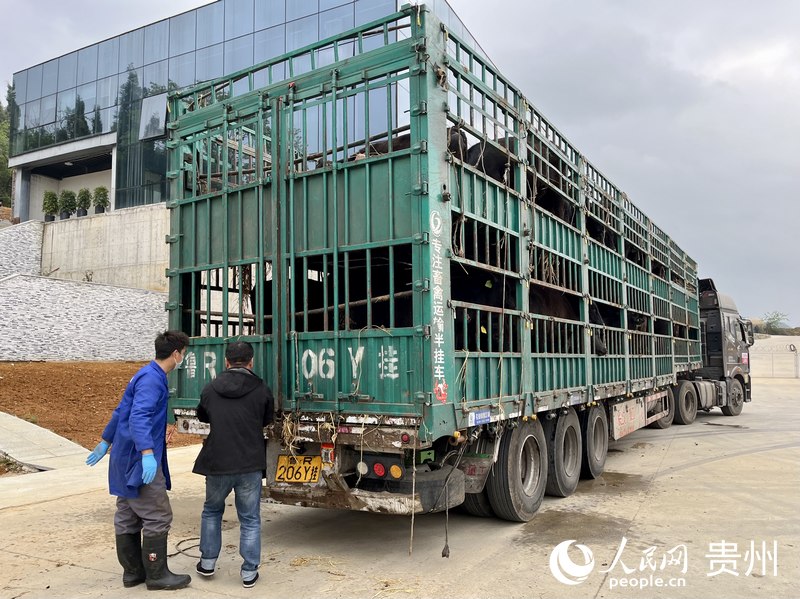 滿車的肥牛即將從貴州運(yùn)往內(nèi)蒙。人民網(wǎng) 李麗萍攝