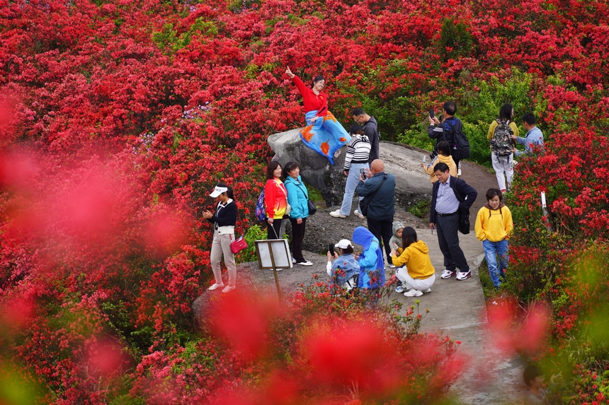 4月29日，游人在貴州省黔東南州丹寨縣龍泉山杜鵑花叢中觀賞游玩。