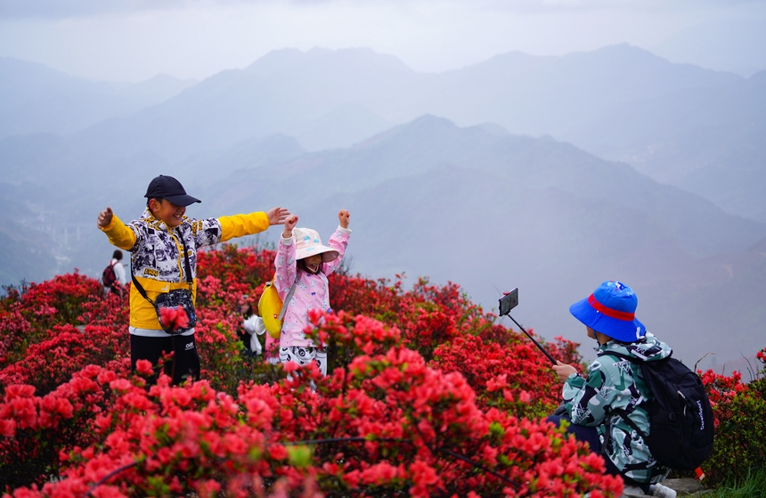 4月29日，游人在貴州省黔東州丹寨縣龍泉山杜鵑花叢中觀賞游玩。