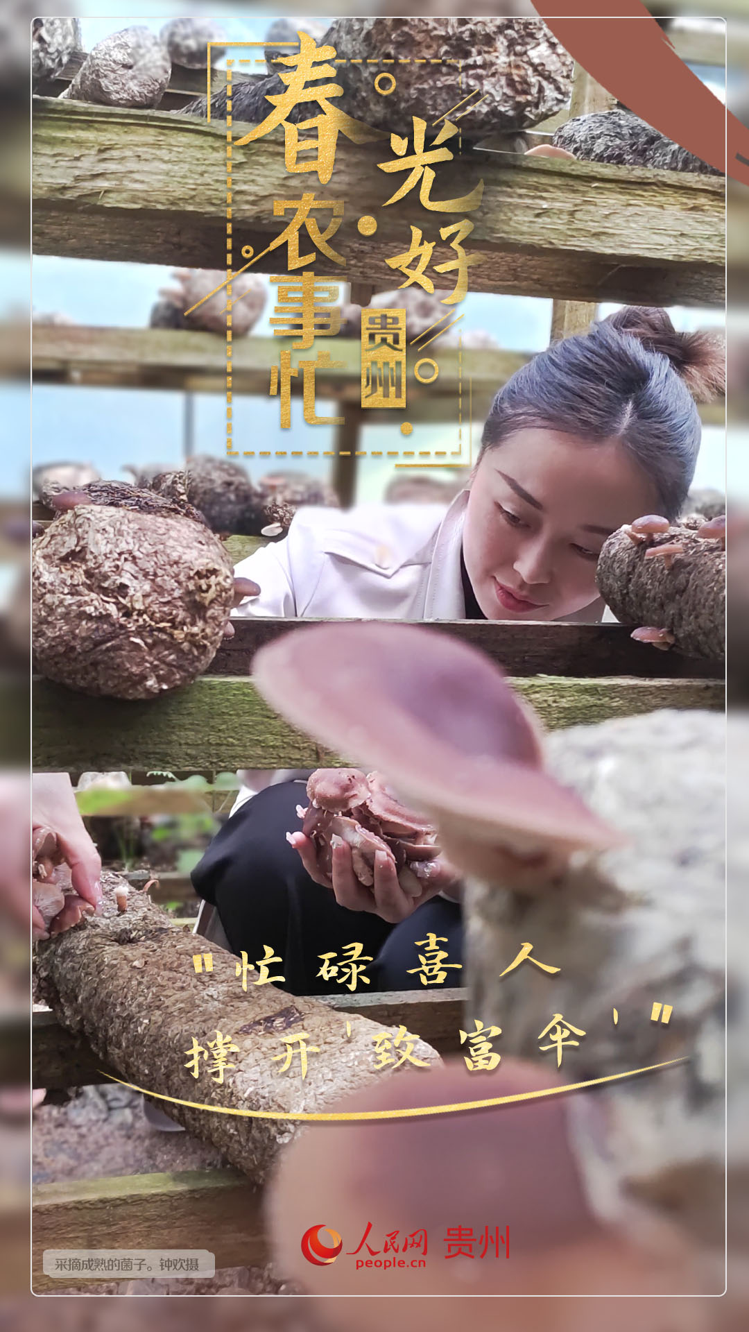 “忙碌喜人 撐開'致富傘'”。