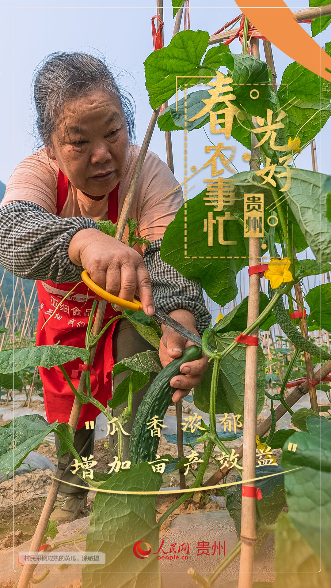 “瓜香濃郁 增加畝產(chǎn)效益”。