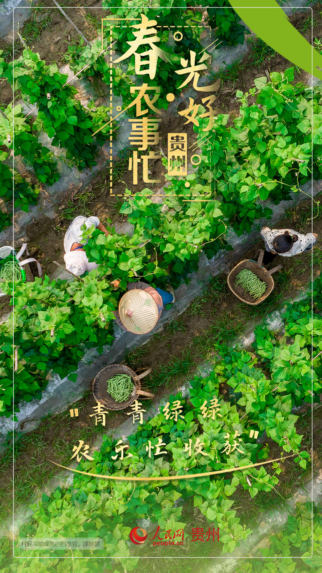 “青青綠綠 農(nóng)樂忙收獲”。