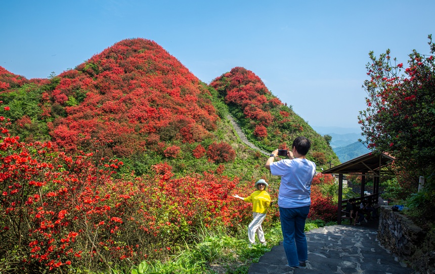 漫山杜鵑開，花海迎客來。唐正攝