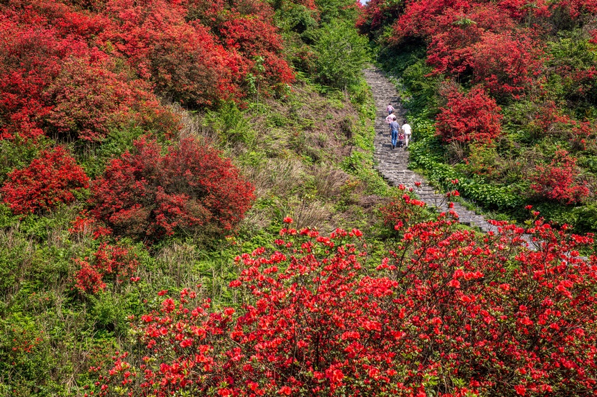 漫山杜鵑開，花海迎客來。唐正攝