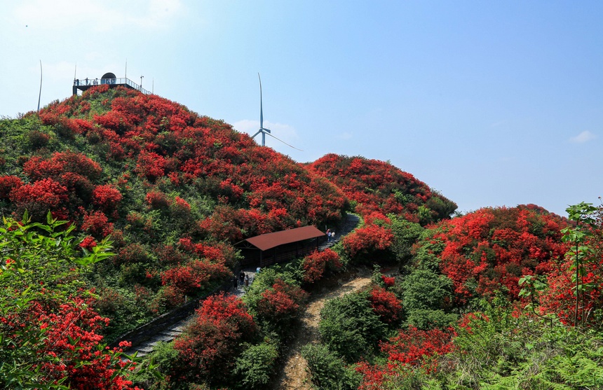 漫山杜鵑開，花海迎客來。李仁軍攝