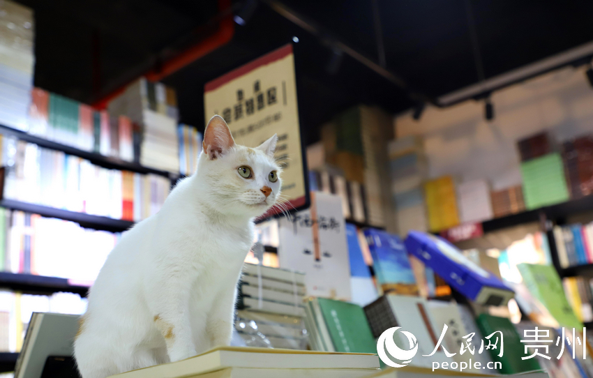 “也閑書局”內(nèi)的小貓。人民網(wǎng) 顧蘭云攝 