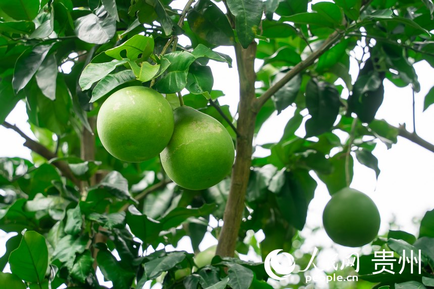 果園里迎風(fēng)搖曳的蜜柚。人民網(wǎng)記者 涂敏攝