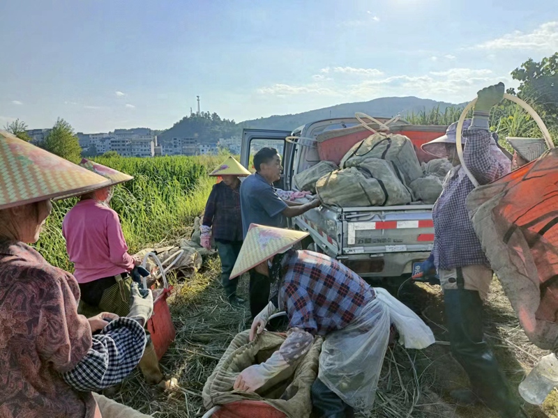 3.村民采收冬茭。平塘縣浙黔生態(tài)農(nóng)業(yè)科技有限公司供圖