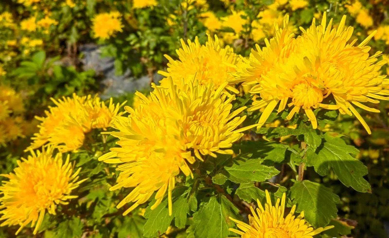 菊花盛開。