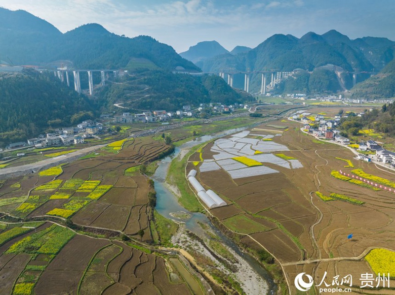 貴州省遵義市綏陽縣枧壩鎮(zhèn)黃魚村的千畝高粱種植基地美如畫。人民網(wǎng) 陽茜攝